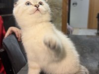 Oldukça tatlı bebek scottish fold