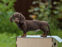 Dachshund Sosis Köpek Mini Her Renk Yavrularımız