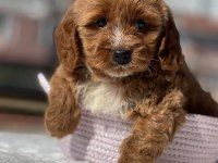 Muhtesem Guzellikte Mini Maltipoo Bebeklerimiz