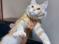 Üst Kaliteli Maine Coon Erkek Polydactyl Silver Red