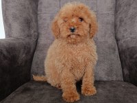 Red poodle yavrumuz