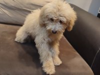 POFUDUK TOY POODLE YAVRULAR