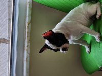 Fransız bulldog yavrularımız yeni yuvalarına hazırlar