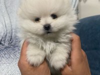 Pomeranian bebekler yeni yuvasını bekliyor