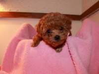 Baby Toy Poodle Yavrular Yeni Yuvalarını Bekliyor