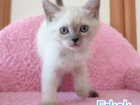 British longhair tuvalet eğitimleri verildi