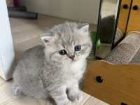 British ve kırık kulak yavru kediler
