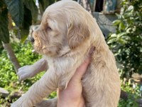 Ararsanız sevinirim golden retriever
