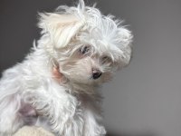 Üst sınıf maltese terrier yavrumuz