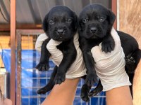 Labrador çikolata siyah yavrular hazırda