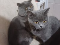 Ücretsiz kedi