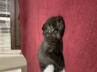 1 buçuk aylık scottish fold kedimizin yavrusu