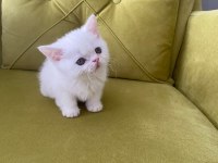 British shorthair kedimiz