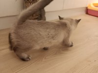 3.5 aylık british shorthair yavrular