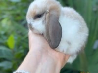 HOLLANDA LOP TAVŞANLAR VE CÜCE YAVRULAR