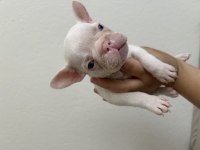 Son 2 French Bulldog Kardeşler
