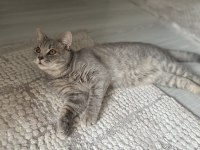 8 aylık british shorthair