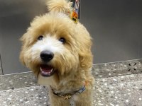 4.5 AYLIK HER ŞEYİ TAM MALTİPOO