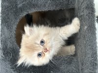 2 aylık muhteşem ve özel british longhair