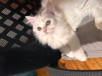 Scottish fold longhair 2 aylık babası şecereli