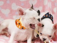 FRENCH BULLDOG YAVRULARI