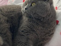 Alerji sebebiyle british longhair