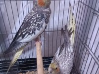 Hazır takım sultan papağanı