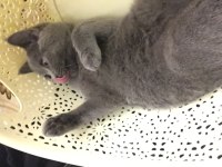British shorthair kedimizi ücretsiz sahiplendirme