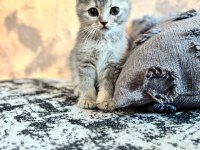 Yavru scottish fold yavrumuz