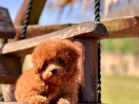 Eğitilebilir Toy Poodle Yavruları ile Evinize Neşe Katın