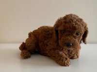 Mini Toy Poodlelar