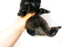 İran persian yavrular
