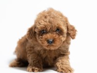 A kalite toy poodle yavrularımız