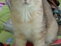 British golden yavrular