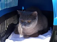 Ücretsiz sahiplendirilecekdir british shorthair