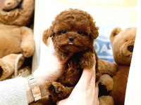 Bebek Yüzlü Toy Poodle