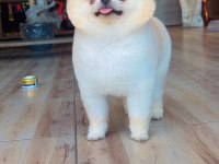 Pomeranian Ayı Yüz