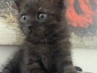 Kara Boncuk Kedim