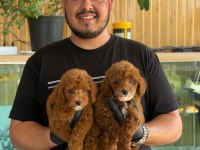 Maltipoo Yavrularımız