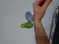 FORPUS ÇİFTİ