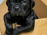 Gri ve Siyahın En güzel tonu Cane Corso Bebekler