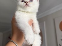 Pamuk Prenses Safkan British Shorthair