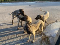 Orjinal kangal köpekleri