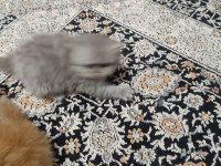 1 anne 2 yavru iran kedisi toplu veya tek