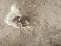 Süs köpeği yer Niğde merkez