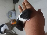 En nadir türden SYRİA HAMSTERLARI