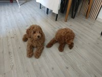 2 aylık erkek toy poodle