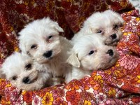 2 aylık yavru dişi ve erkek köpekler mevcut