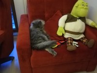 British longhair çok tatlı erkek