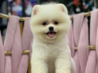 Orijinal yavru pomeranian boo